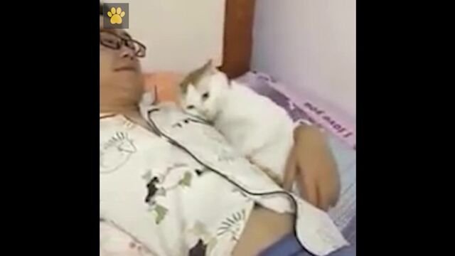 Котячьи обнимашки